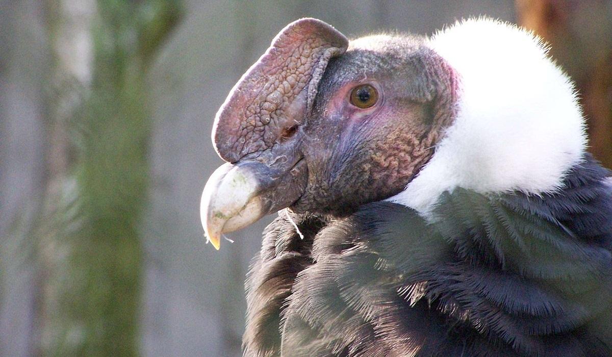 Андский кондор не похож на многих других хищных птиц / фото - wikimedia.org Андский кондор не похож на многих других хищных птиц / фото - wikimedia.org