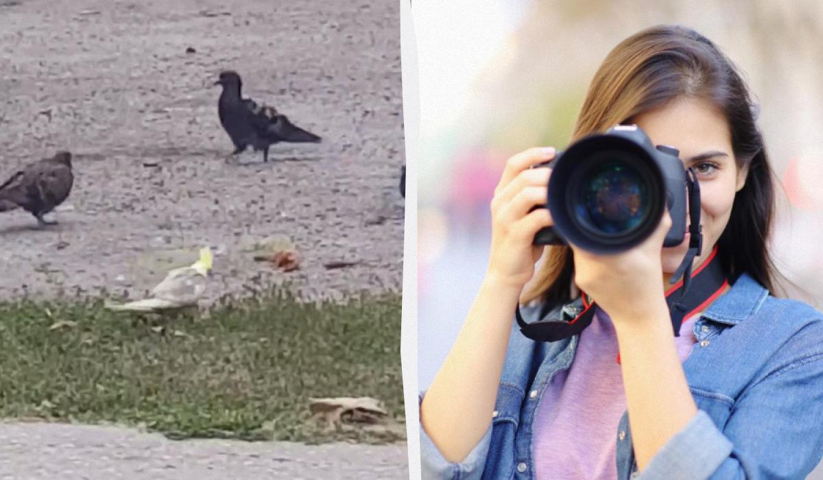 Среди голубей разгуливает попугайчик / Коллаж УНИАН / Скриншот, фото ua.depositphotos.com Среди голубей разгуливает попугайчик / Коллаж УНИАН / Скриншот, фото ua.depositphotos.com
