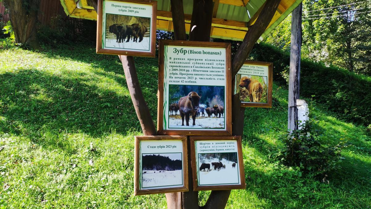 Взимку в село Майдан спускаються зубри / фото Марина Григоренко Взимку в село Майдан спускаються зубри / фото Марина Григоренко