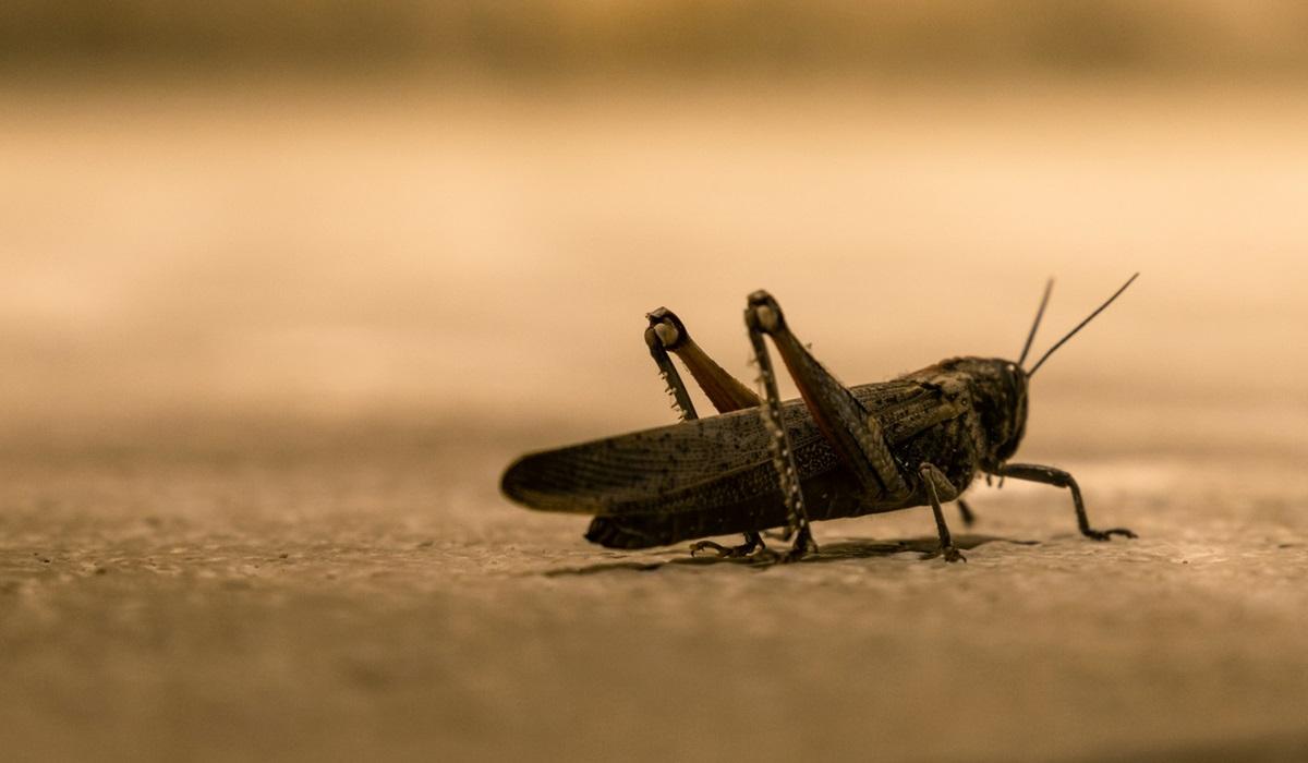 Некоторые виды саранчи являются довольно опасными для сельского хозяйства / фото - Unsplash Некоторые виды саранчи являются довольно опасными для сельского хозяйства / фото - Unsplash