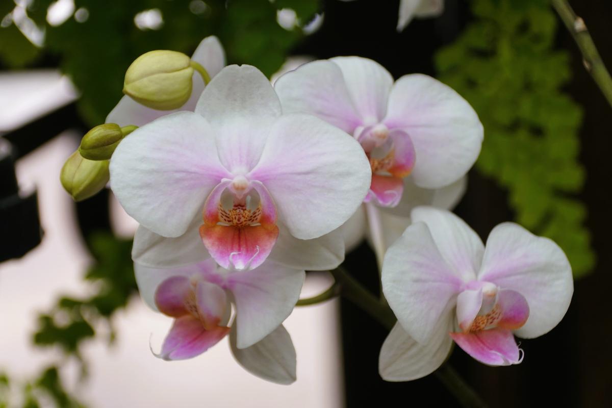 Орхидеи "оживут", если подпитывать их по этому методу / фото ua.depositphotos.com Орхидеи "оживут", если подпитывать их по этому методу / фото ua.depositphotos.com