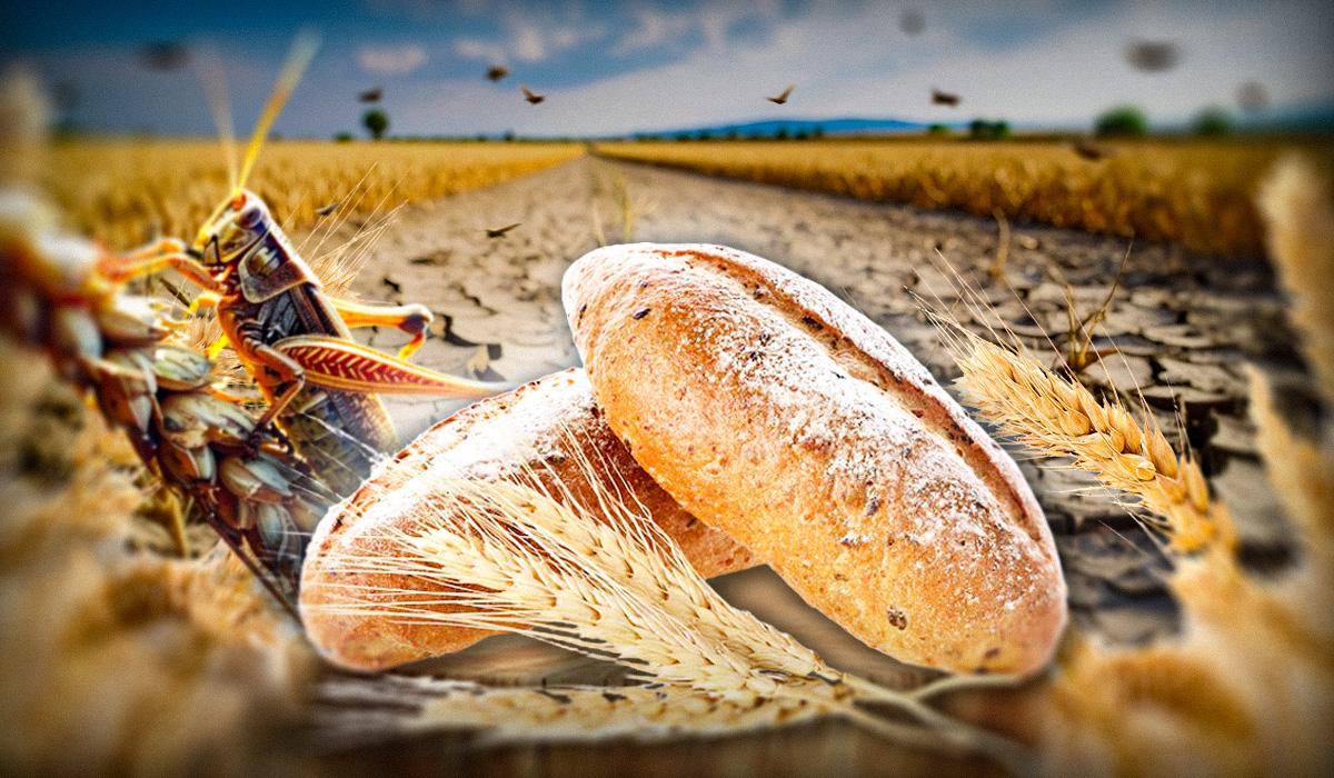 Ціни на хліб можуть коливатись / колаж УНІАН