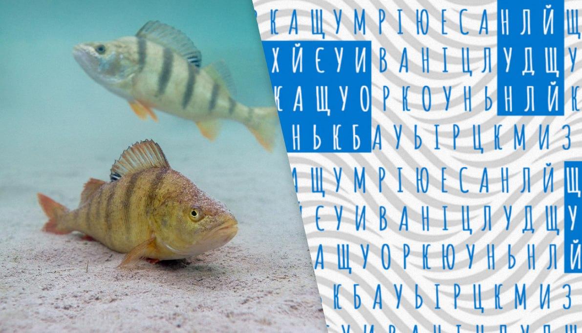 Знайдіть два слова на зображенні / колаж УНІАН, фото pixabay.com, УНІАН Знайдіть два слова на зображенні / колаж УНІАН, фото pixabay.com, УНІАН