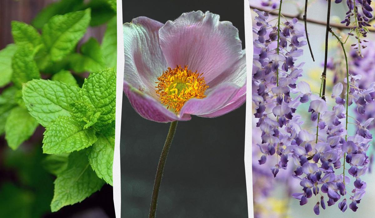 Что нельзя сажать у дома - список / коллаж УНИАН, фото pixabay Что нельзя сажать у дома - список / коллаж УНИАН, фото pixabay