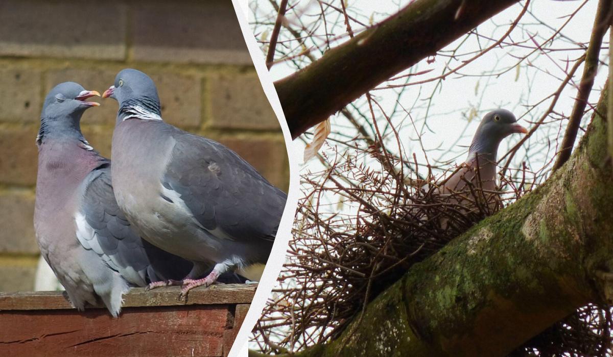 Йдеться зокрема про такий вид, як припутень / колаж УНІАН, фото Вікіпедія
