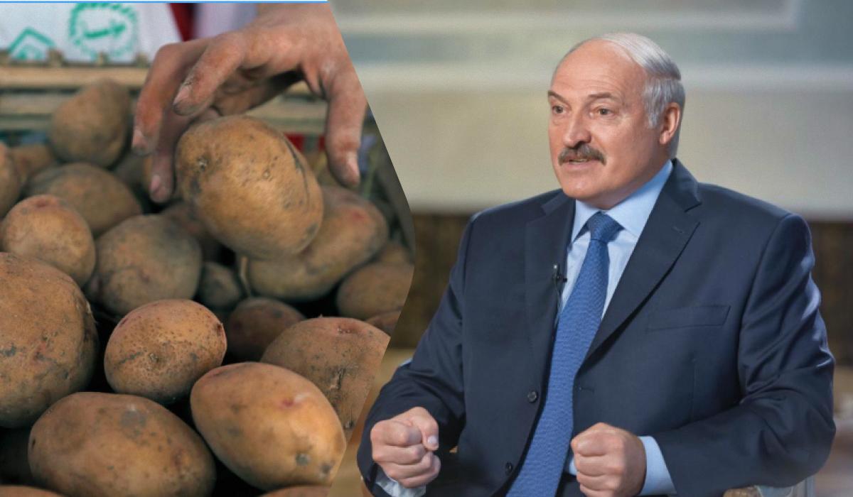 Лукашенко не спешит делиться картошкой со своим другом из Кремля / коллаж УНИАН, фото ua.depositphotos.com, REUTERS Лукашенко не спешит делиться картошкой со своим другом из Кремля / коллаж УНИАН, фото ua.depositphotos.com, REUTERS