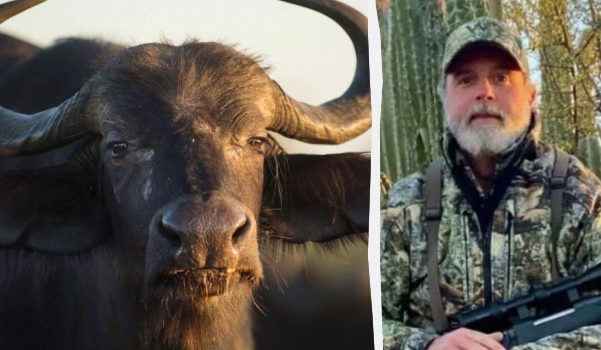 Буйвол способен убить хищника / Коллаж УНИАН / фото ua.depositphotos.com, facebook/Asher Watkins Буйвол способен убить хищника / Коллаж УНИАН / фото ua.depositphotos.com, facebook/Asher Watkins