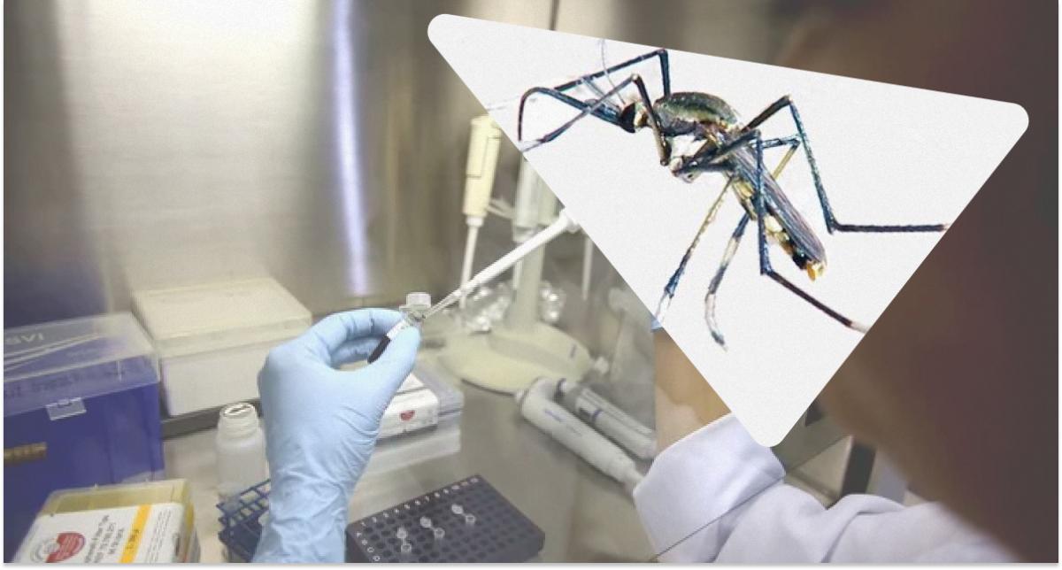 В Китае впустили комаров-хищников, чтобы побороть вирус чикунгунья