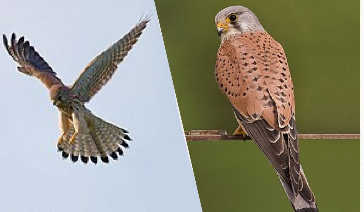 Пустельга обычно гнездится на обрывах у рек или моря/ Коллаж УНИАН, фото Википедия Пустельга обычно гнездится на обрывах у рек или моря/ Коллаж УНИАН, фото Википедия