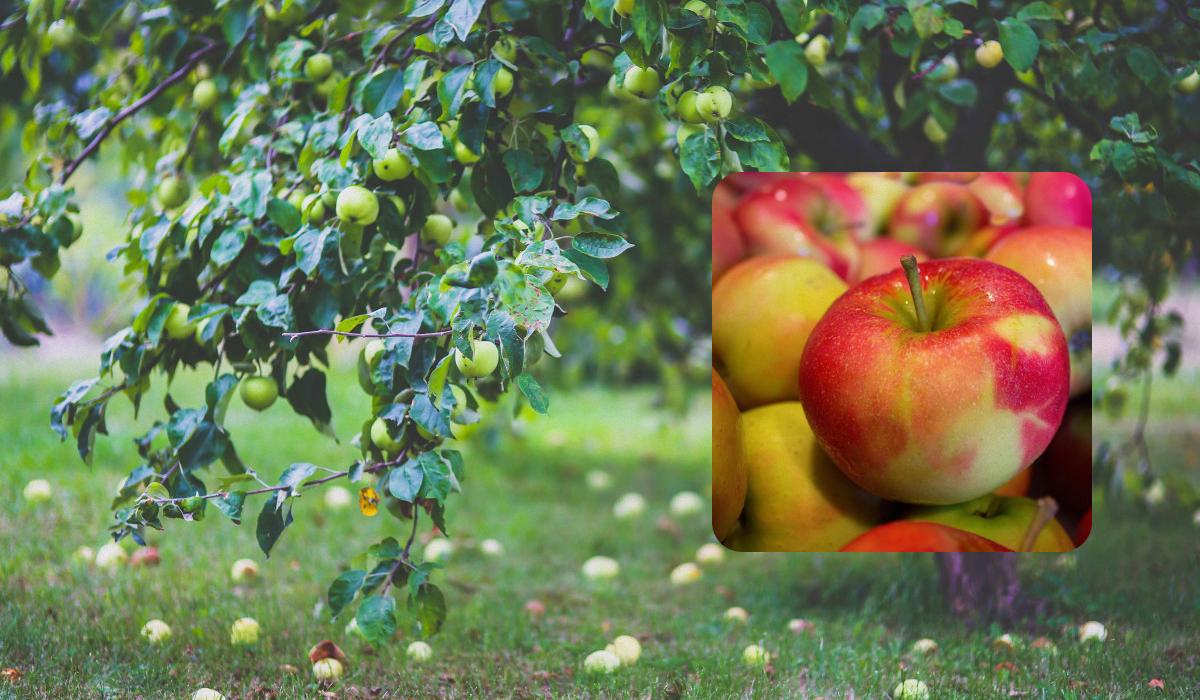 Опалі яблука не можна викидати на смітник / колаж УНІАН, фото pxhere.com Опалі яблука не можна викидати на смітник / колаж УНІАН, фото pxhere.com