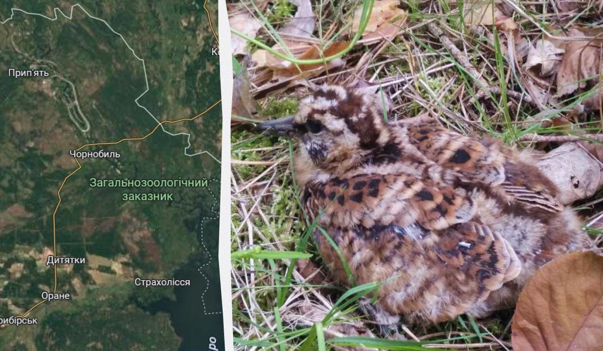 Вальдшнеп является охотником / Коллаж УНИАН / Скриншот, фото Юлии Чалой Вальдшнеп является охотником / Коллаж УНИАН / Скриншот, фото Юлии Чалой