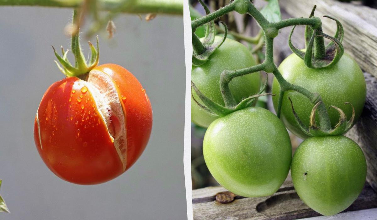 какие помидоры нельзя консервировать