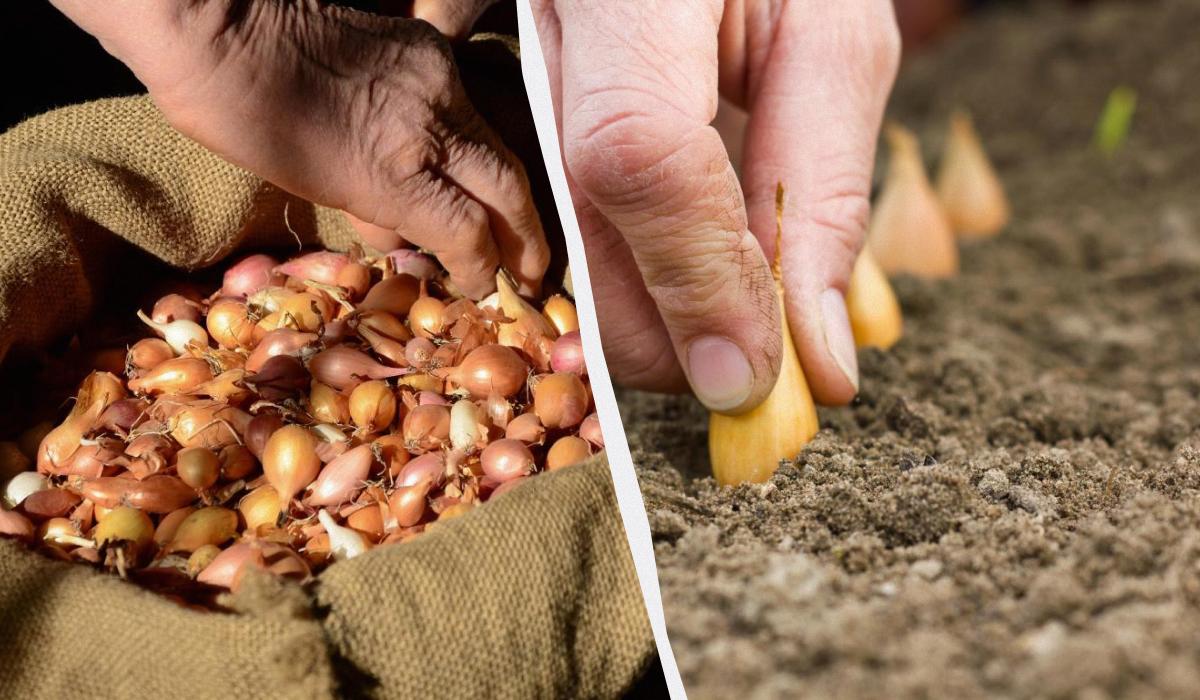 когда сажать озимый лук когда сажать озимый лук