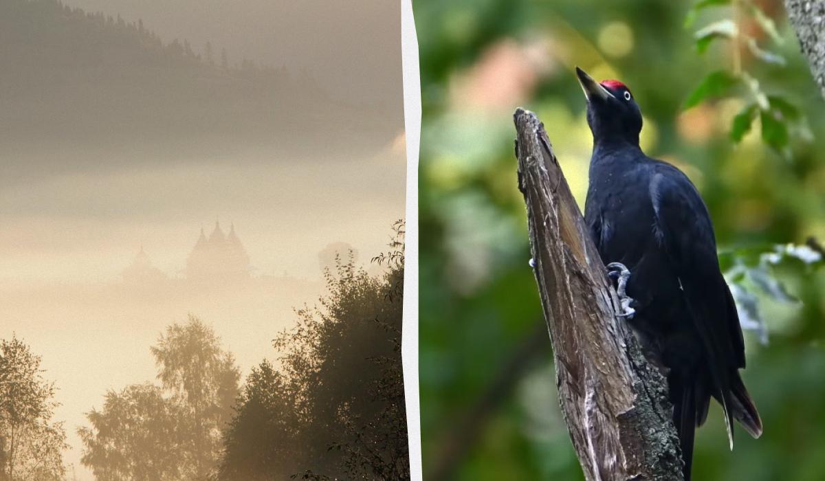 Найдовший язик має жовна чорна, зазначили експерти / колаж УНІАН з фото pixabay.com та скріншоту Найдовший язик має жовна чорна, зазначили експерти / колаж УНІАН з фото pixabay.com та скріншоту
