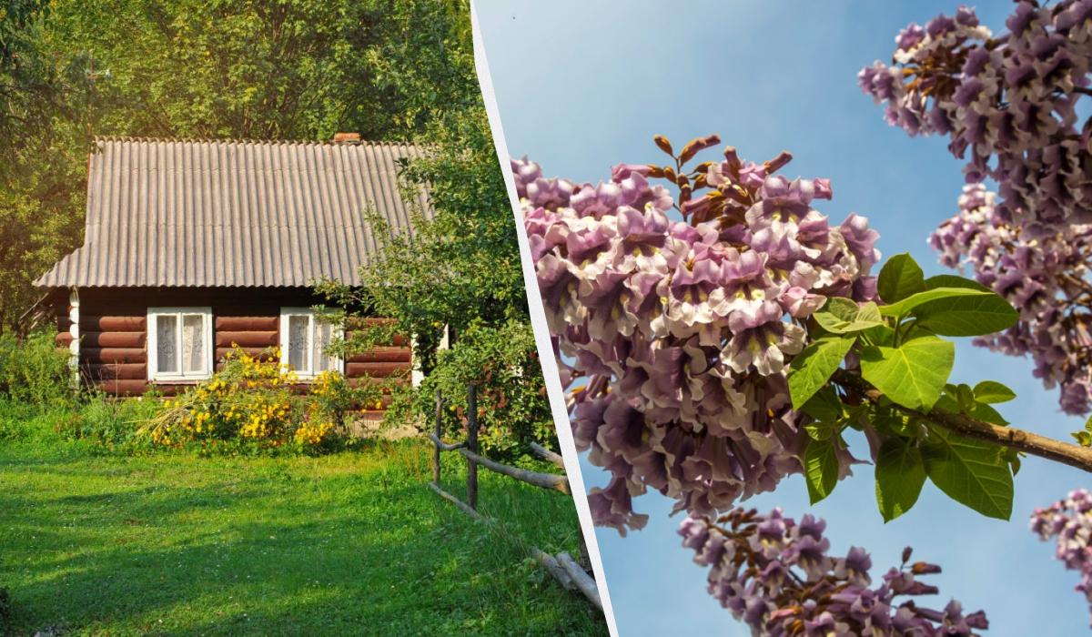 Які є інвазійні види рослин / колаж УНІАН, фото ua.depositphotos.com Які є інвазійні види рослин / колаж УНІАН, фото ua.depositphotos.com