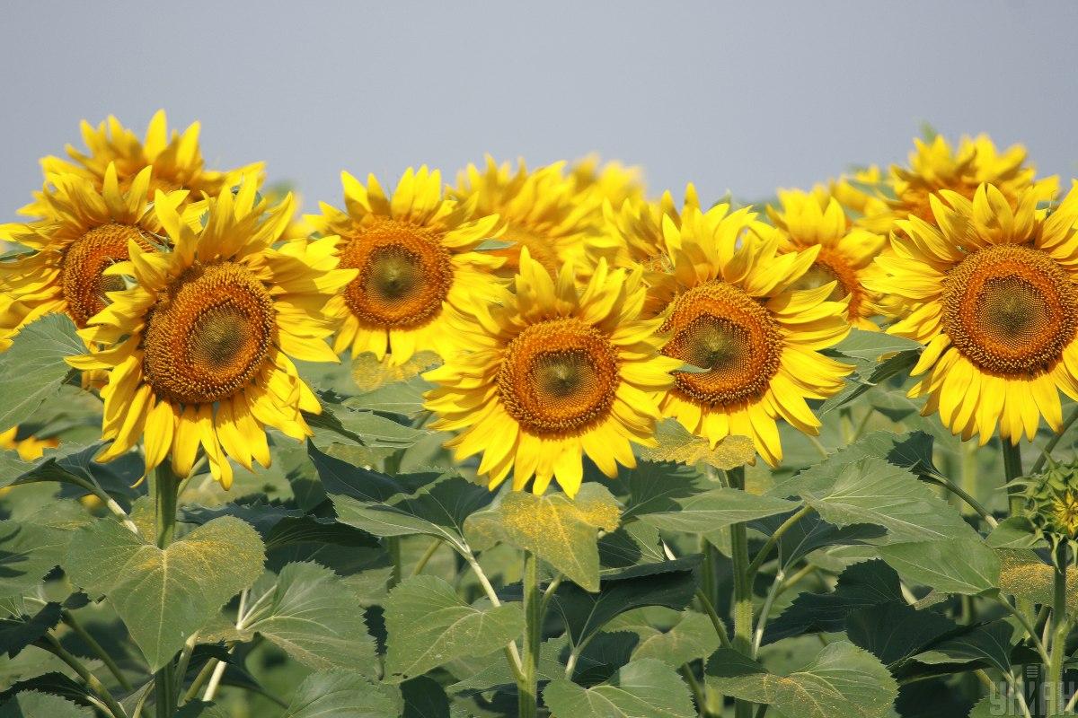 Найгірший показник за 12 років: експертка дала невтішний прогноз по соняшнику