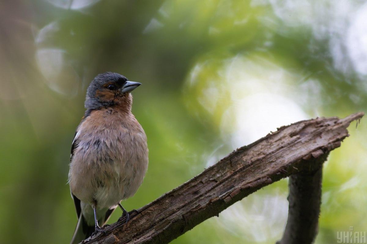 Come la leggerezza degli uccelli facilita il volo: anatomia, adattamenti e conservazione