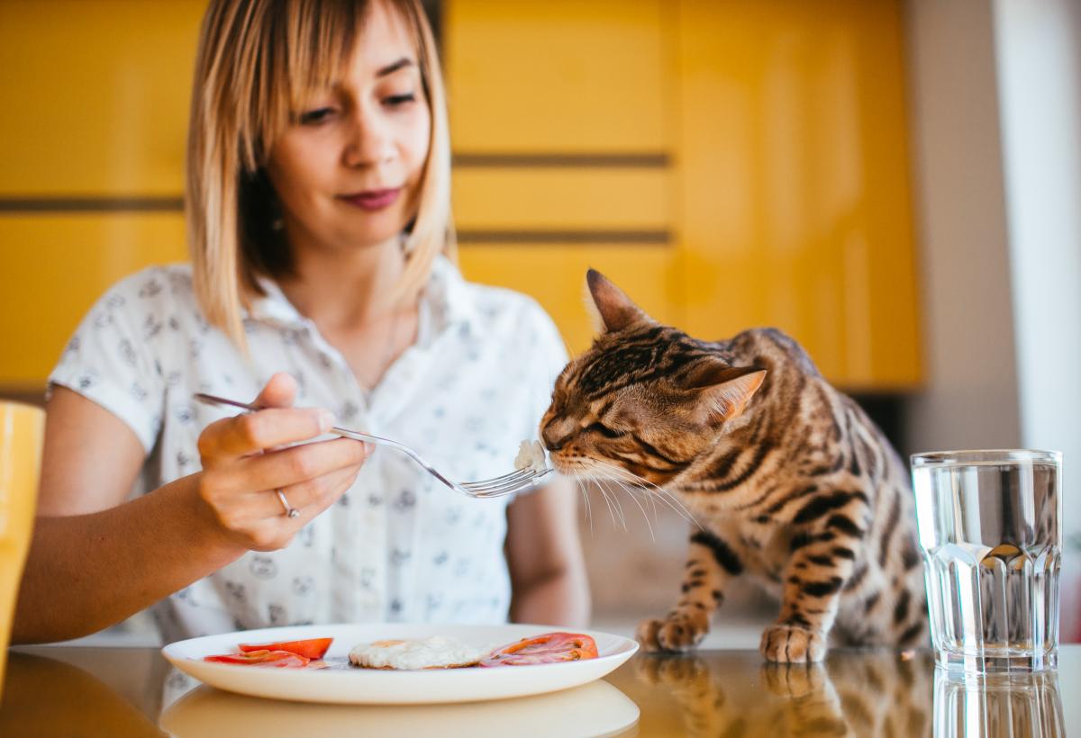 Сколько раз в день кормить кота Сколько раз в день кормить кота