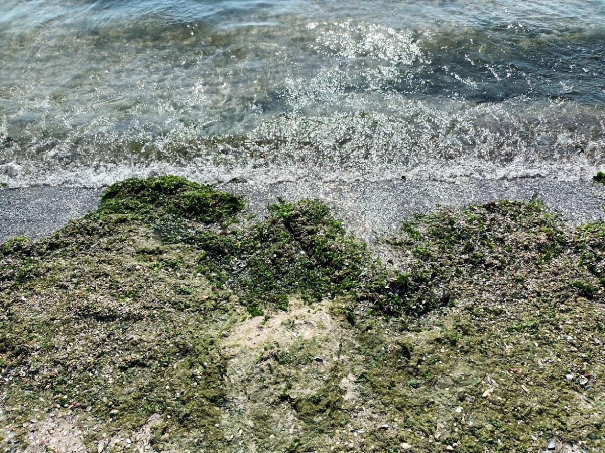 водоростів водоростів