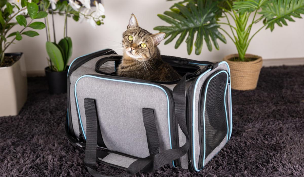 Тривожна валіза для улюбленця: список обов'язкових речей від Pethouse