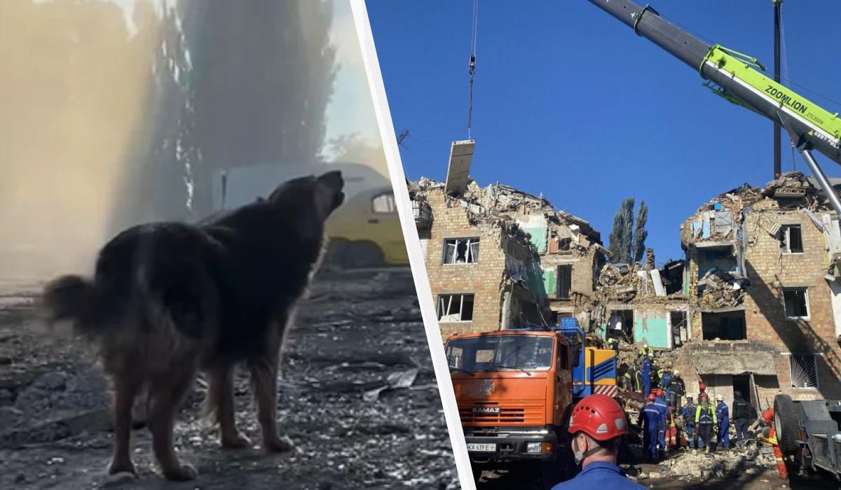 Джесси, которая потеряла хозяина во время удара по Киеву, нашла новый дом / Коллаж УНИАН, фото УНИАН, Надя Пришляк, скриншот Джесси, которая потеряла хозяина во время удара по Киеву, нашла новый дом / Коллаж УНИАН, фото УНИАН, Надя Пришляк, скриншот