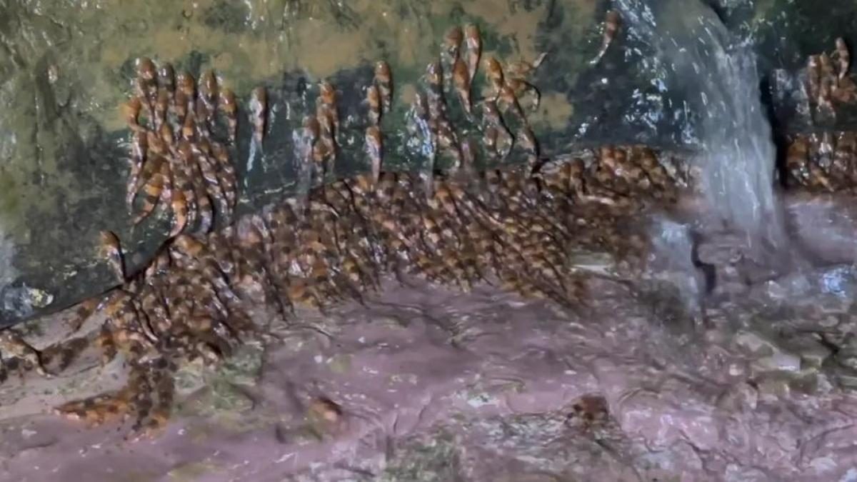Сомов заметили карабкающимися по склонам водопадов: как они это делают