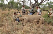 Ученые нашли средство защитить носорогов от браконьеров с помощью радиации