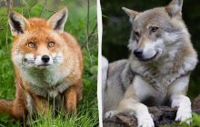 Хитрая лиса и глуповатый волк: зоолог рассказал, сколько правды в старых сказках