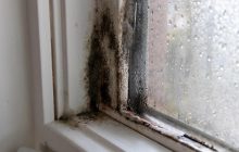 Как безопасно очистить древесину от плесени: эксперты-реставраторы раскрыли свои секреты