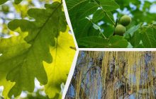 Что не стоит выращивать во дворе: садовник назвал 5 деревьев, от которых больше хлопот, чем пользы