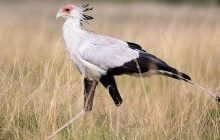 Похожа на журавля и ест ядовитых змей: биолог рассказал о самой необычной хищной птице