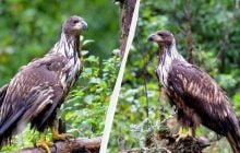 Біля Чорнобильської АЕС знайшли рідкісного хижака (фото)
