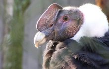 Биолог рассказал о самой большой хищной птице в мире: она летает почти не махая крыльями