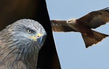 Вблизи Киева обнаружили редкую птицу, которая обычно обитает в Африке и Азии