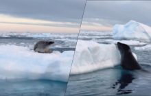 Українські полярники зафіксували унікальний момент: про що спілкувалися леопард та тюлень