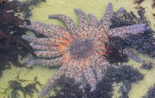 Таємницю загибелі морських зірок розкрито: вчені знайшли приховану бактерію-вбивцю