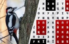 Найдете ли вы слово "дятел" за 9 секунд: коварная оптическая иллюзия