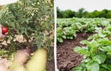 Не тільки сарана: одну з областей України атакує новий шкідник