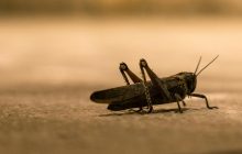 Энтомолог рассказал, какой вид саранчи самый опасный и водится ли он в Украине