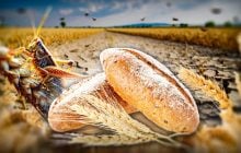Посуха, заморозки, сарана, ліквідація Мінагро: який врожай зберуть аграрії та наскільки здорожчає хліб восени