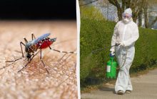 Спалах вірусу Чікунгунья: у всьому світі зареєстровано сотні тисяч випадків, що потрібно знати