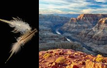 У Великому каньйоні виявили скам'янілості унікальних істот віком півмільярда років