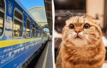 Шлем для кота и не только: в "Укрзализныце" рассказали о самых удивительных находках в поездах