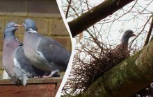 "Нет причины улетать": орнитолог рассказал о диких голубях, которые поселились в городах