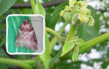 В Україну проникла небезпечна комаха, яка знищує волоські горіхи