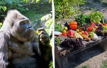 Единственной в Украине горилле исполняется 51: она одна из старейших в Европе (фото)