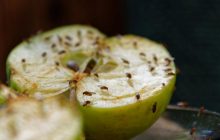 Как бороться с плодовыми мушками на кухне: блогер поделилась простым советом