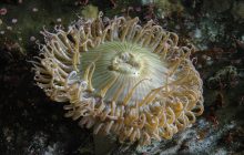 Можуть харчуватися рибками: науковець зафіксував цікаві морські троянди на Одещині (відео)