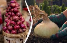 Украинка показала, как она выкапывает и хранит лук, чтобы он лежал до весны (видео)