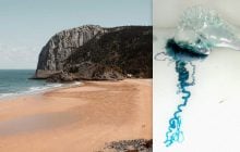 В Испании закрыли некоторые пляжи из-за морских существ, которые ужалили более 30 человек